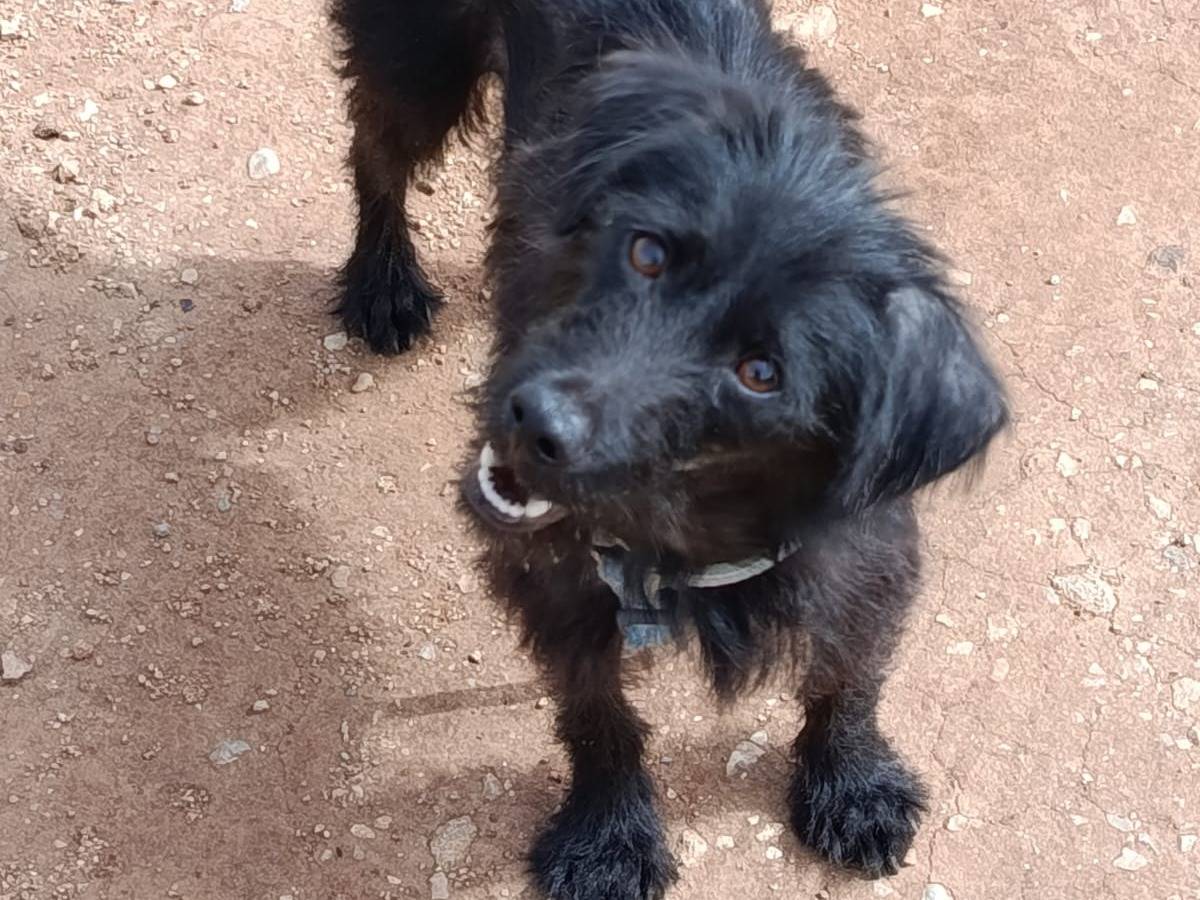 Adotta il cane Sirius a Palermo