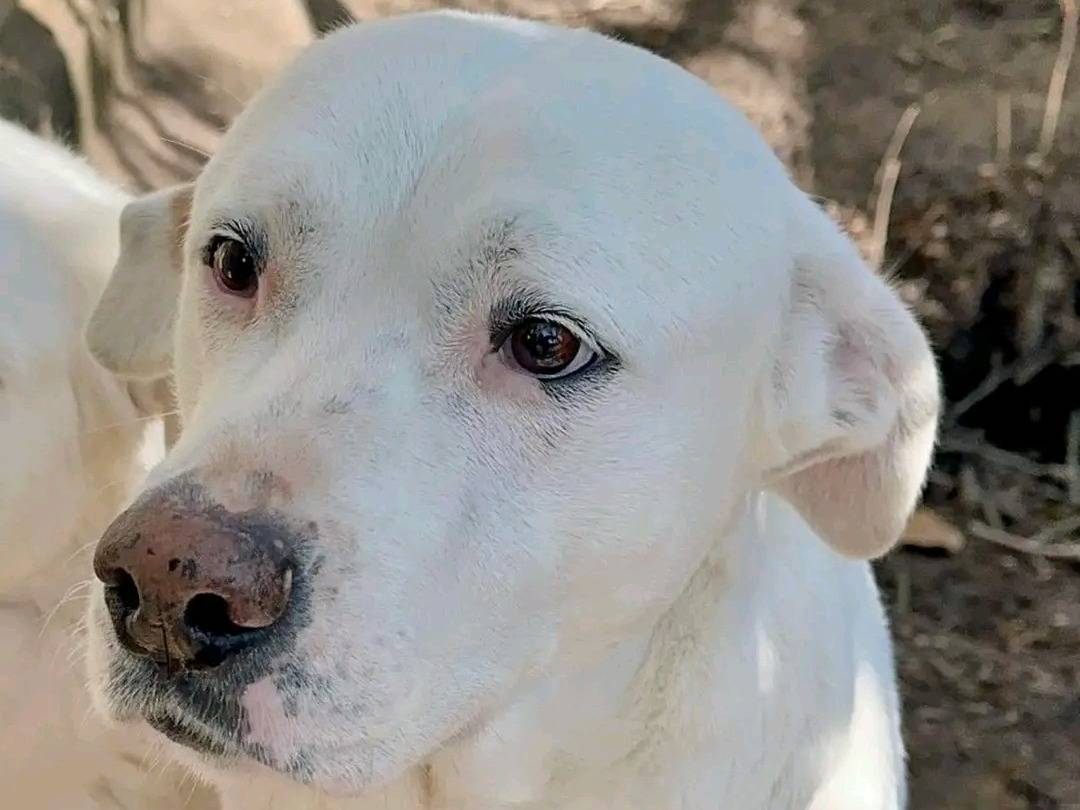 Adotta un cane, taglia media, femmina, Cremona