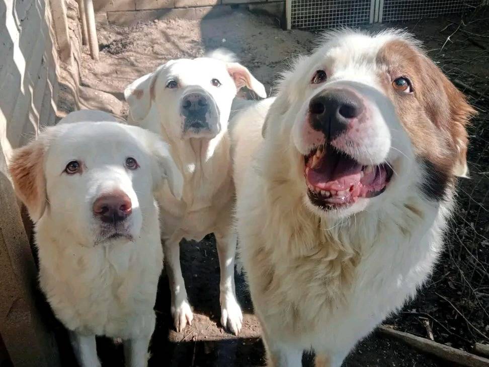 Vuoi adottare un cane a Cremona?