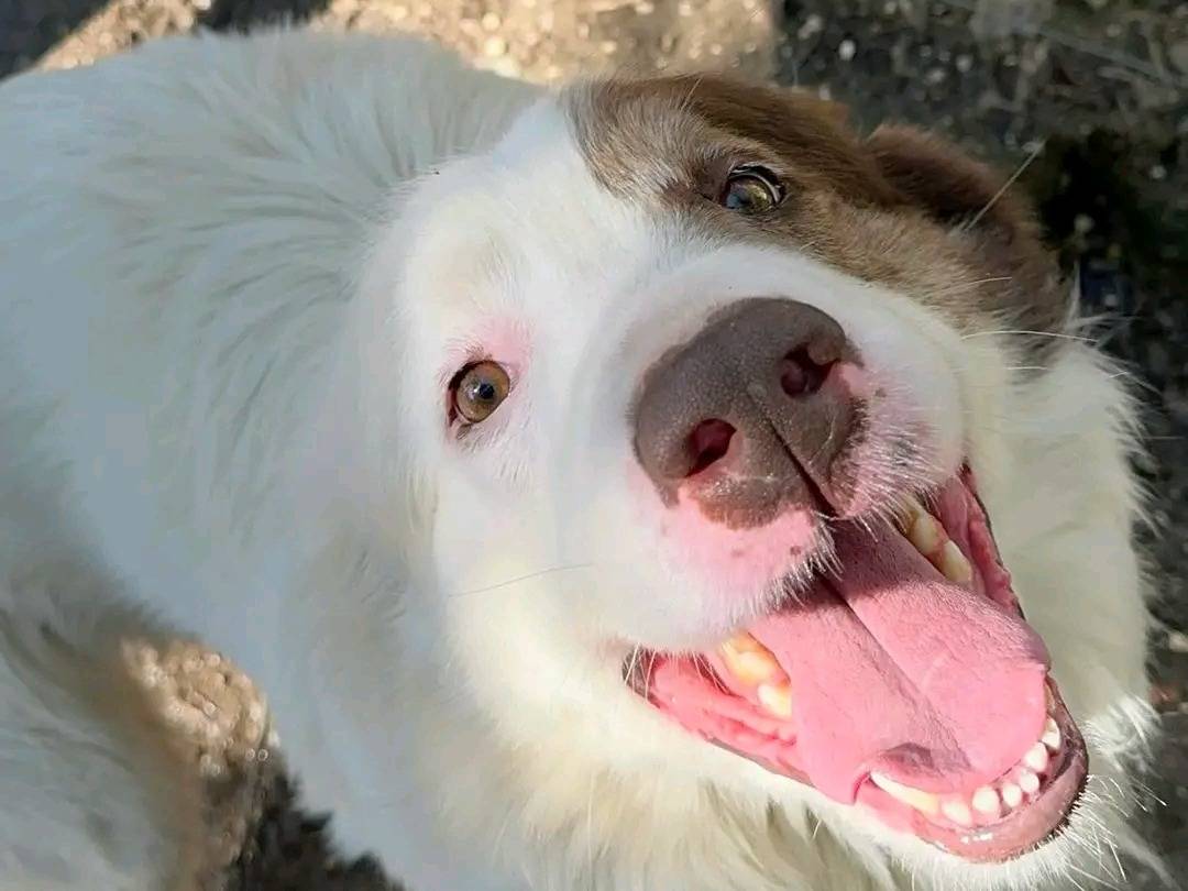 Foto dell'animale
