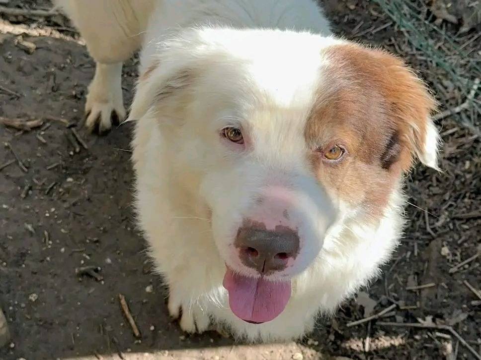 Adotta un cane, maschio, 6 anni  e 11 mesi , Cremona