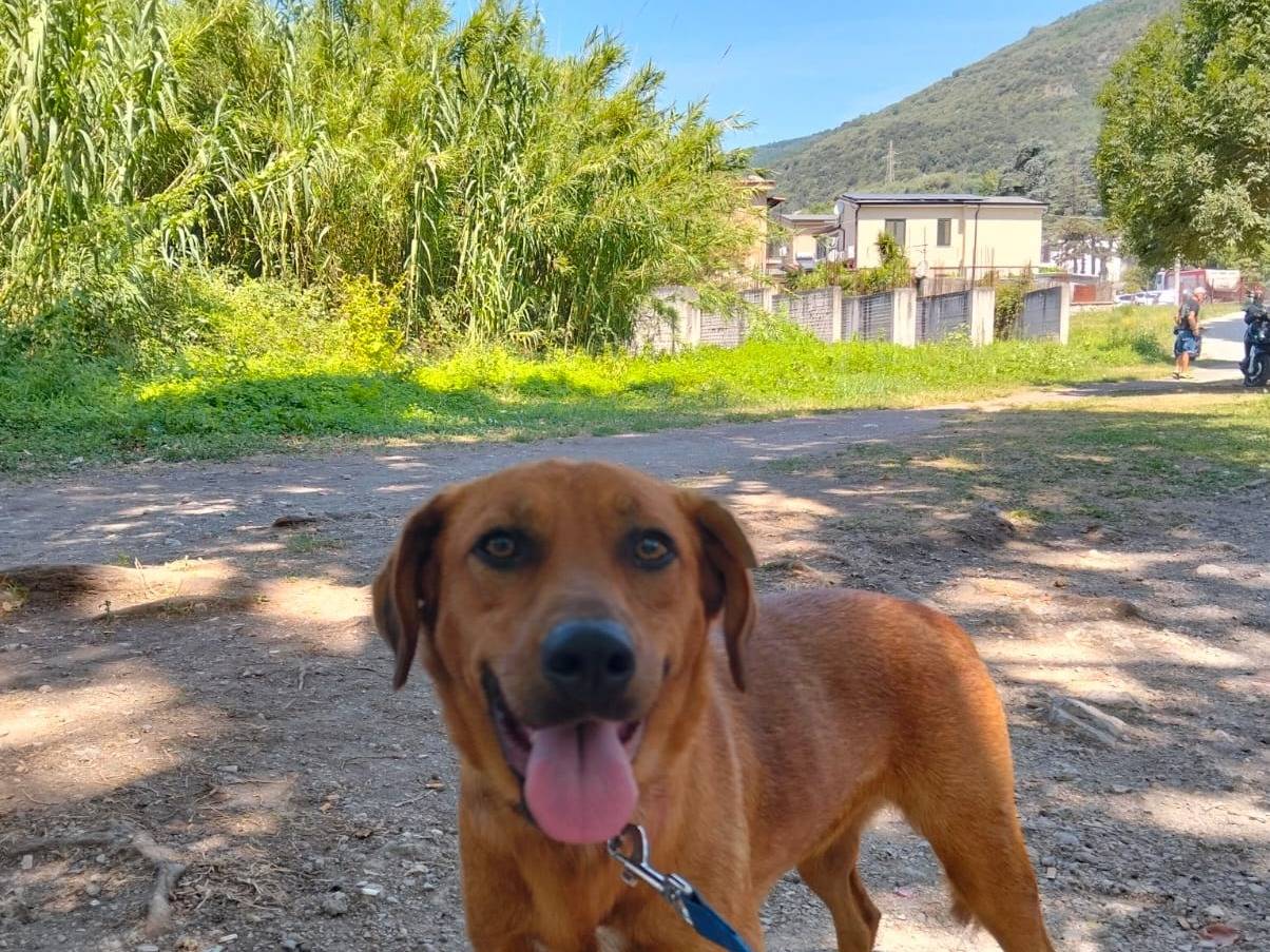 Adozione cane, femmina, Razza sconosciuta Razza sconosciuta, 1 anno e 7 mesi , taglia media contenuta, Napoli