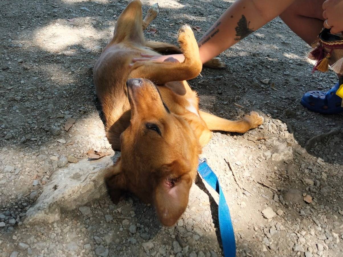 Adotta un cane, taglia media contenuta, femmina, Napoli