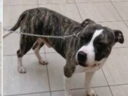 Adotta un cane, maschio, 3 anni  e 1 mese, Genova