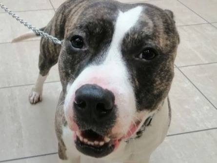 Adotta il cane Roswel tigrato a Genova