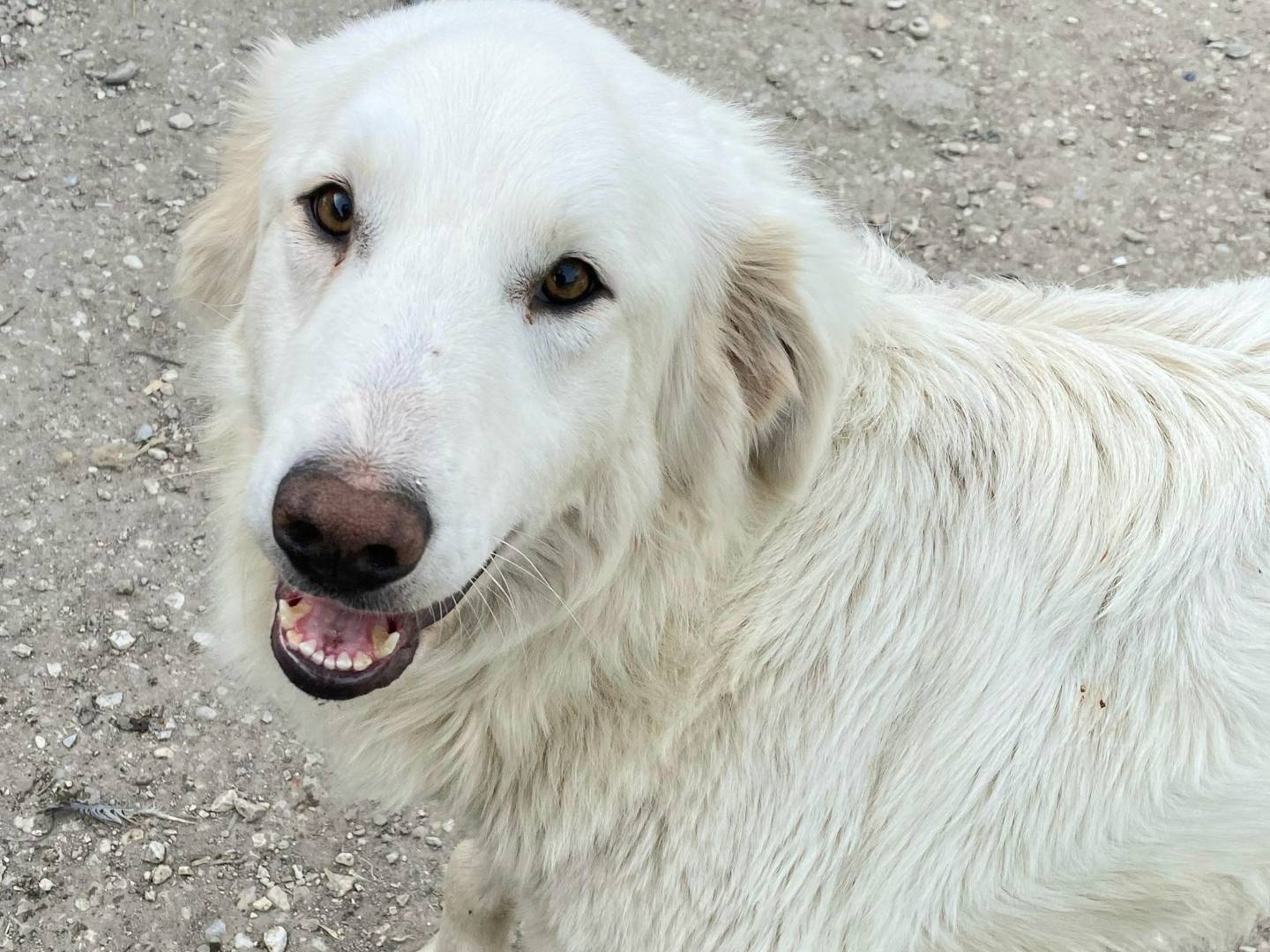 Vuoi adottare un cane a Teramo?