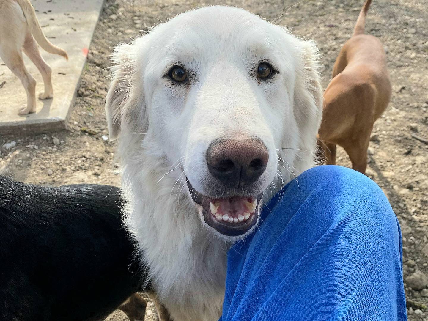 Adotta il cane Andrea a Teramo