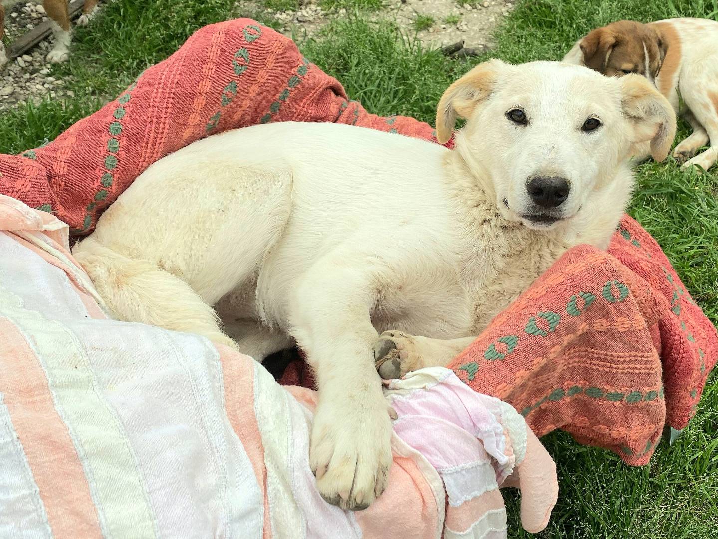 Adotta un cane, femmina, 6 mesi, Teramo