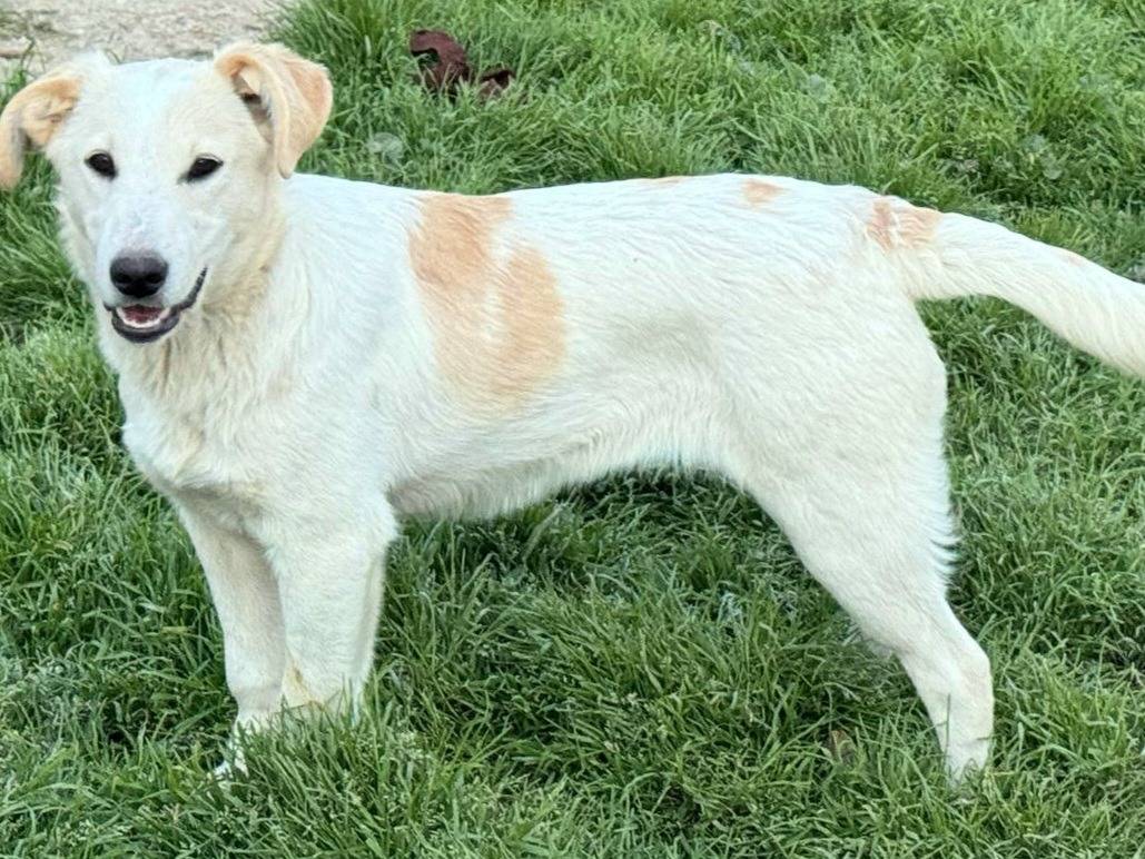 Adotta un cane, taglia media, femmina, Teramo