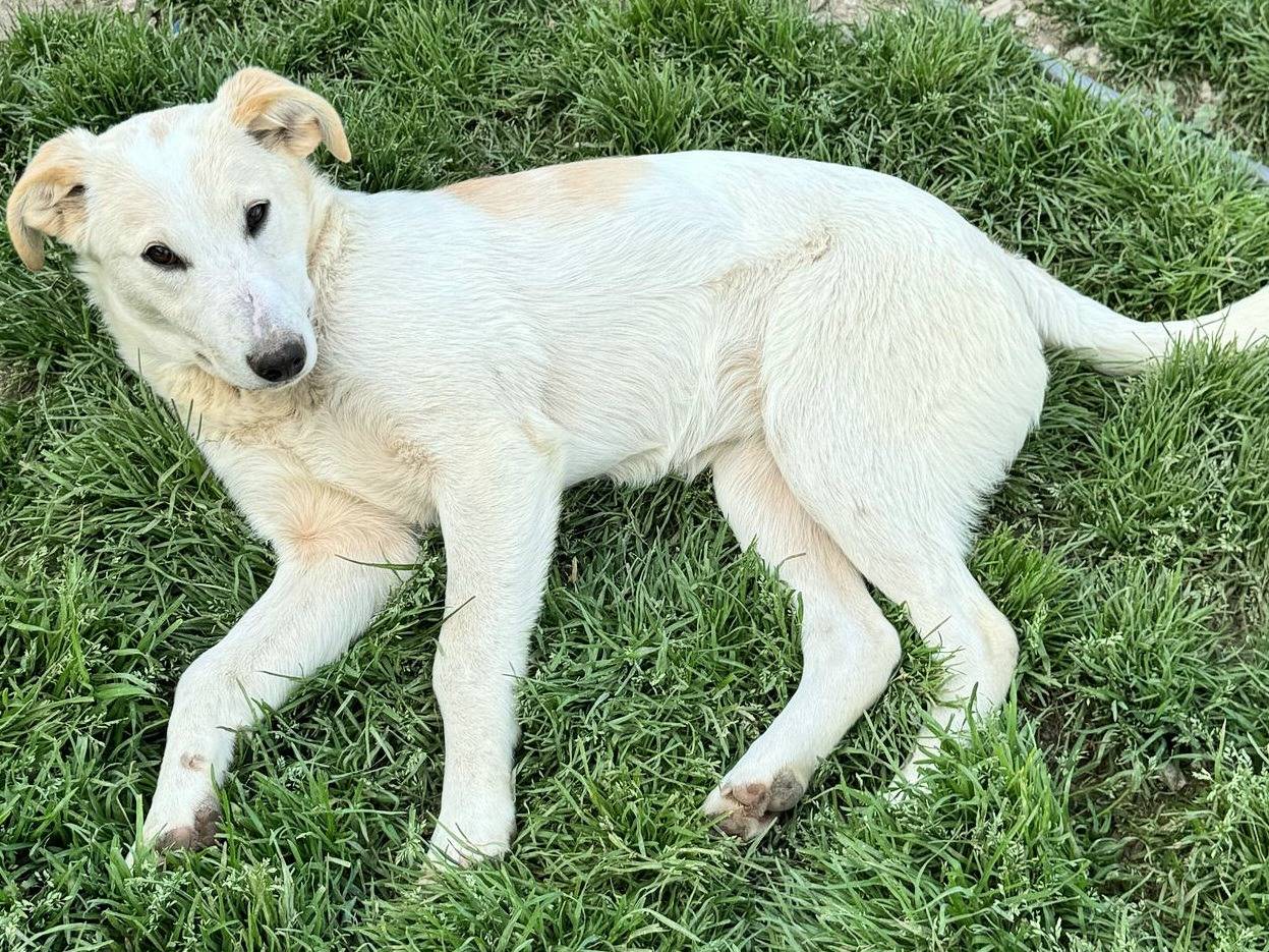 Vuoi adottare un cane a Teramo?