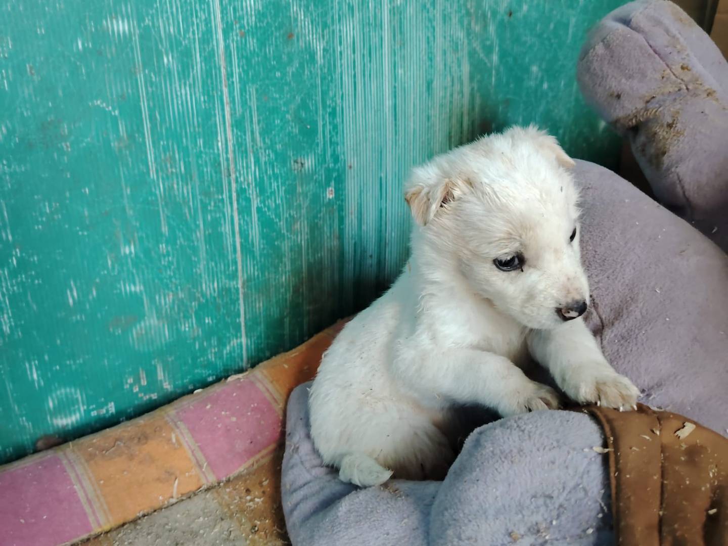 Foto dell'animale