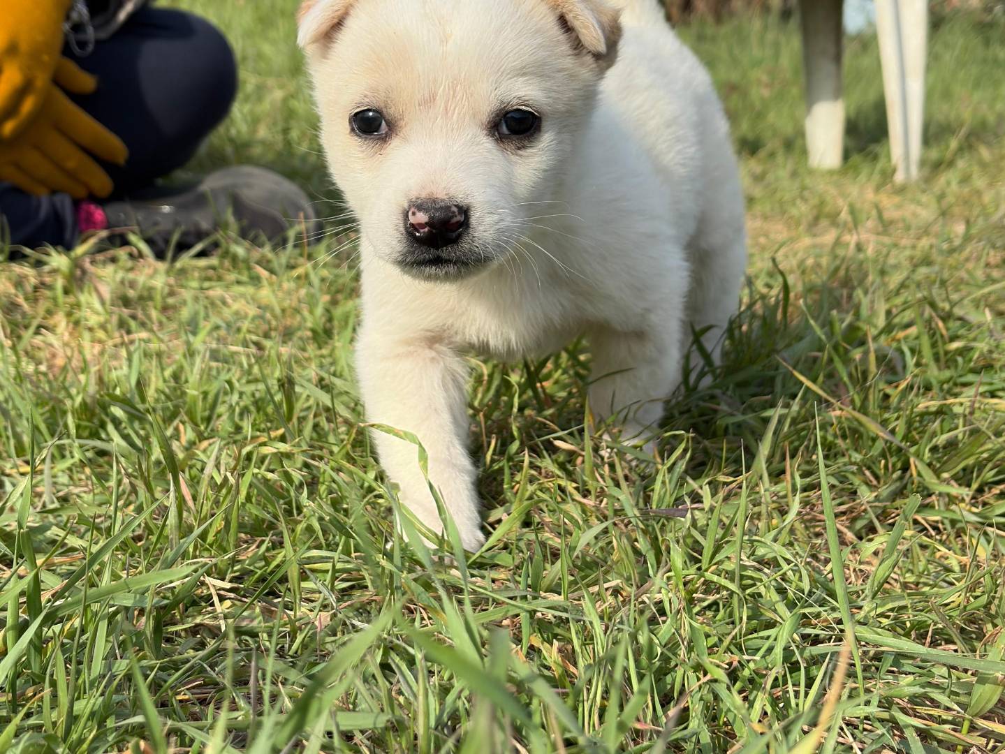 Adotta un cane, maschio, 1 mesi, Potenza