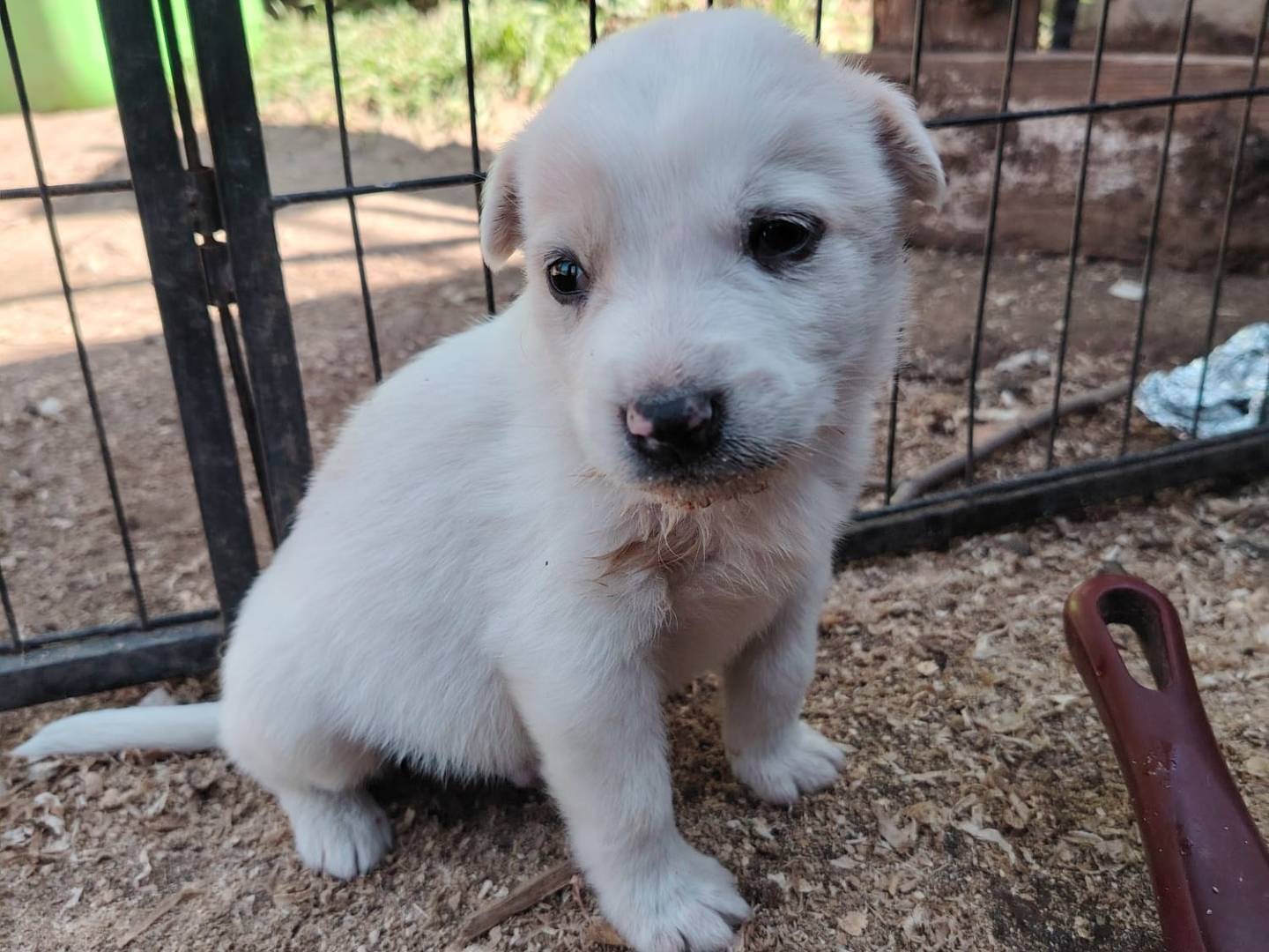 Adotta un cane, taglia media, maschio, Potenza