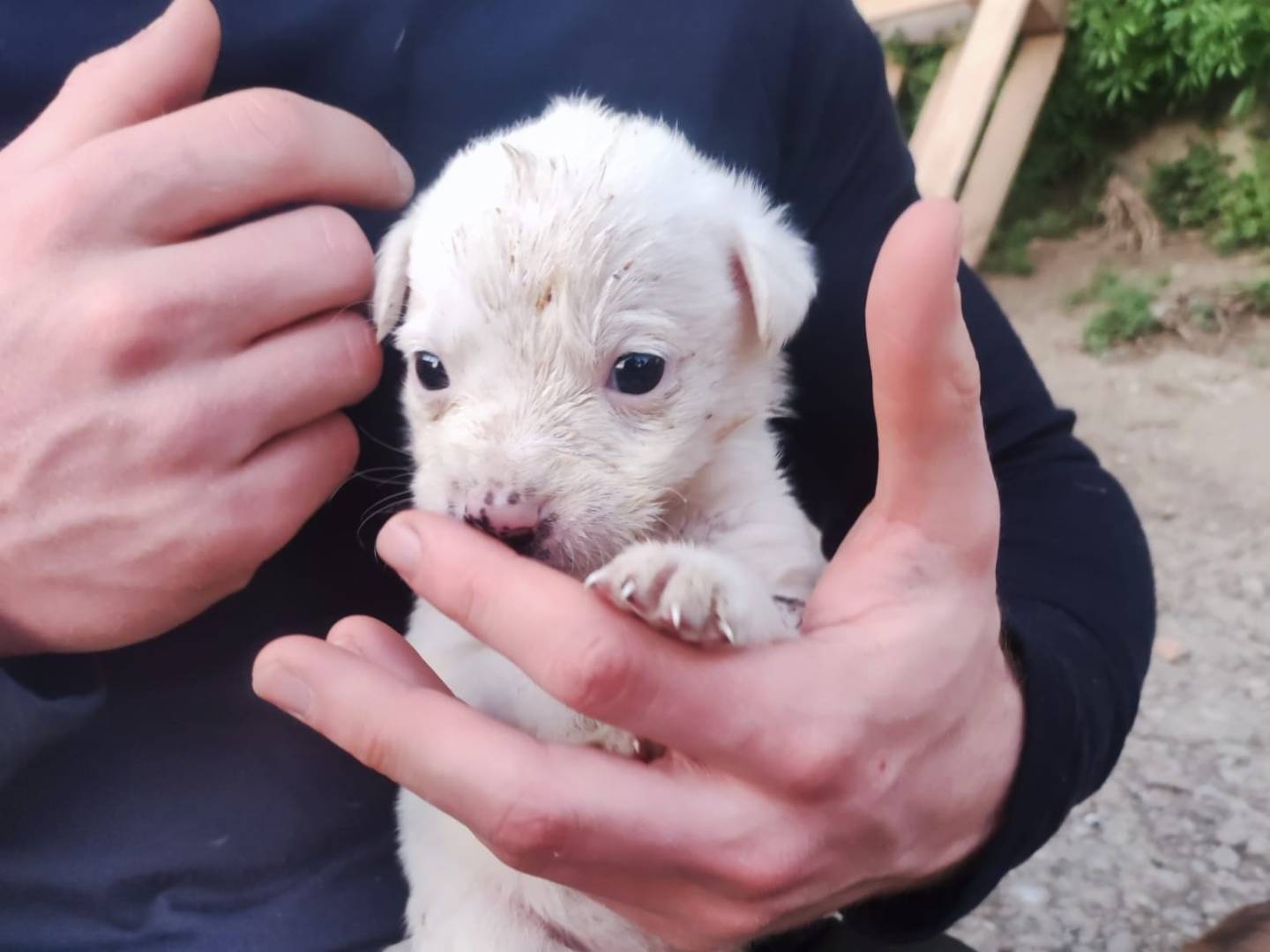 Vuoi adottare un cane a Potenza?