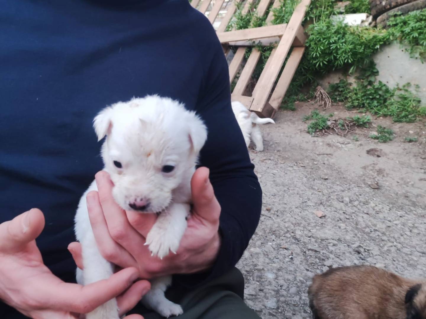 Adotta il cane Bruce a Potenza
