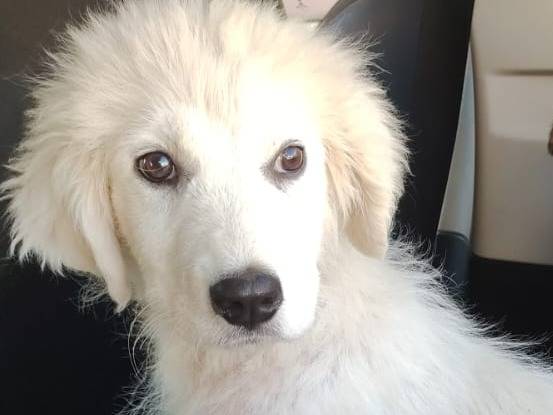 Adotta un cane, femmina, 2 mesi, Potenza