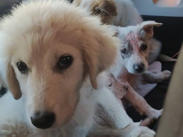 Adotta un cane, taglia grande, femmina, Potenza