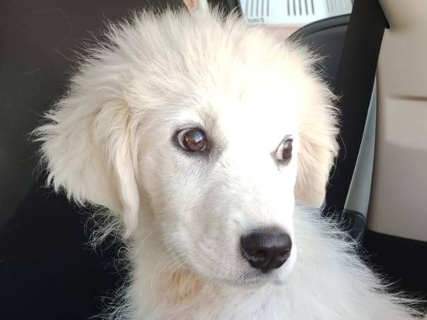 Vuoi adottare un cane a Potenza?