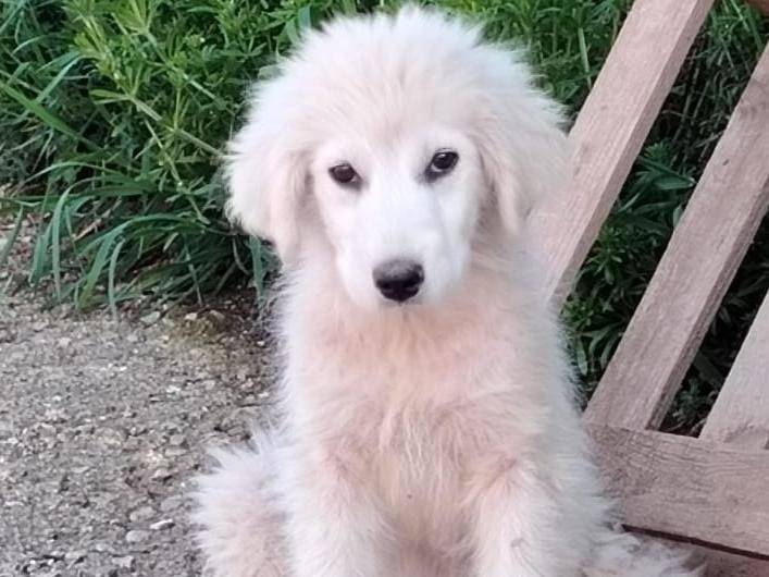 Adotta il cane Valentina  a Potenza
