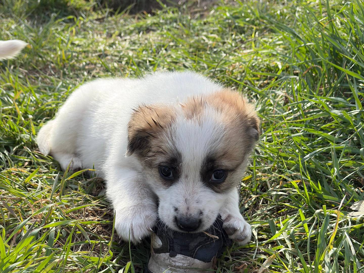 Foto dell'animale