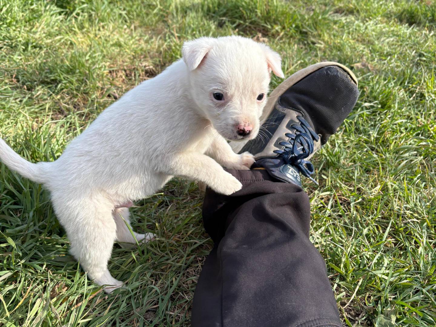 Foto dell'animale