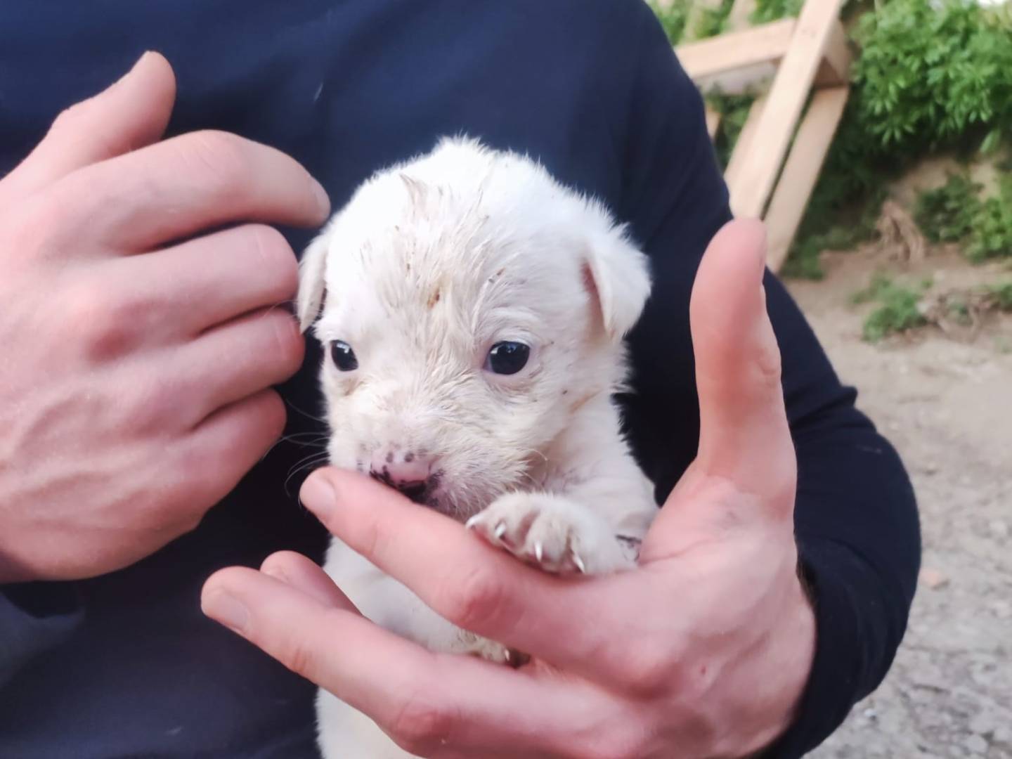 Adotta un cane, maschio, 1 mesi, Potenza