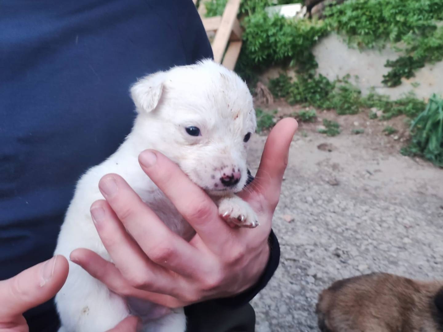 Adotta un cane, taglia media, maschio, Potenza