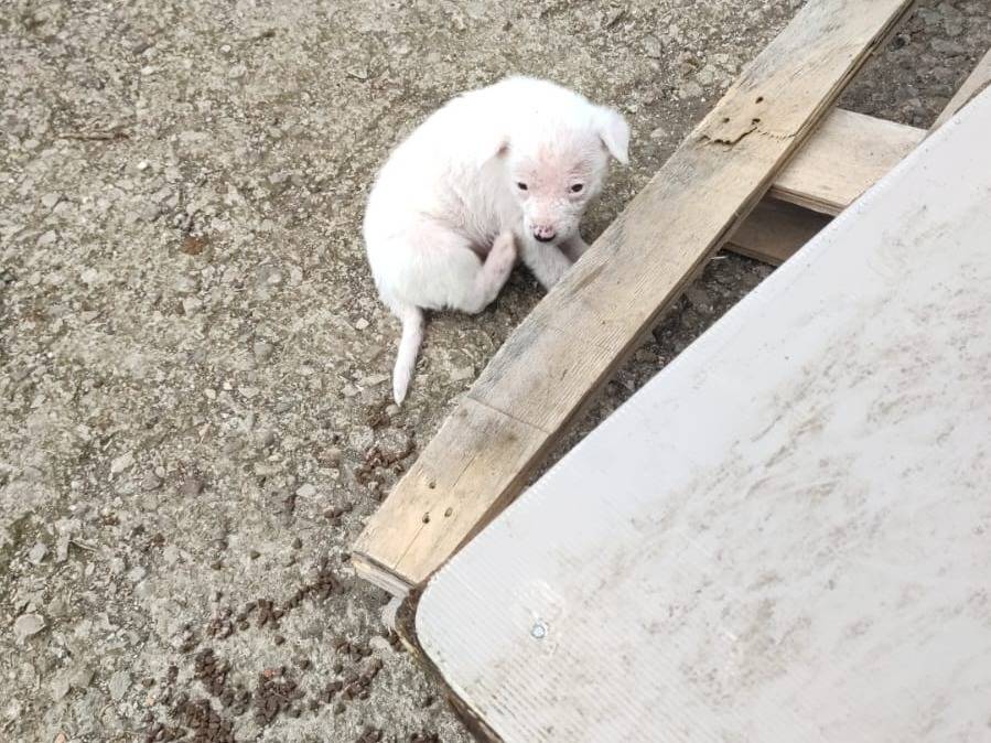 Vuoi adottare un cane a Potenza?