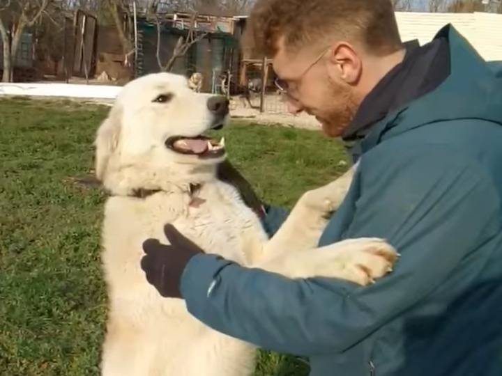 Adotta un cane, taglia grande, femmina, Potenza