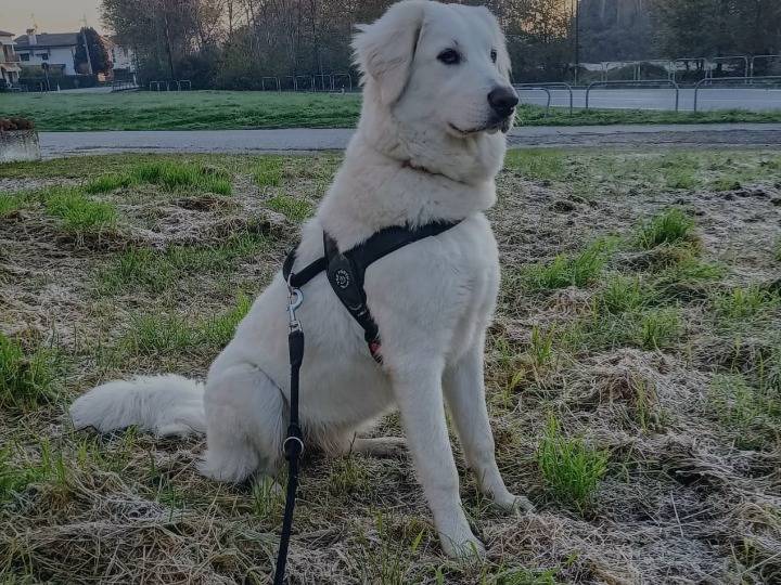 Adotta il cane Gea a Potenza