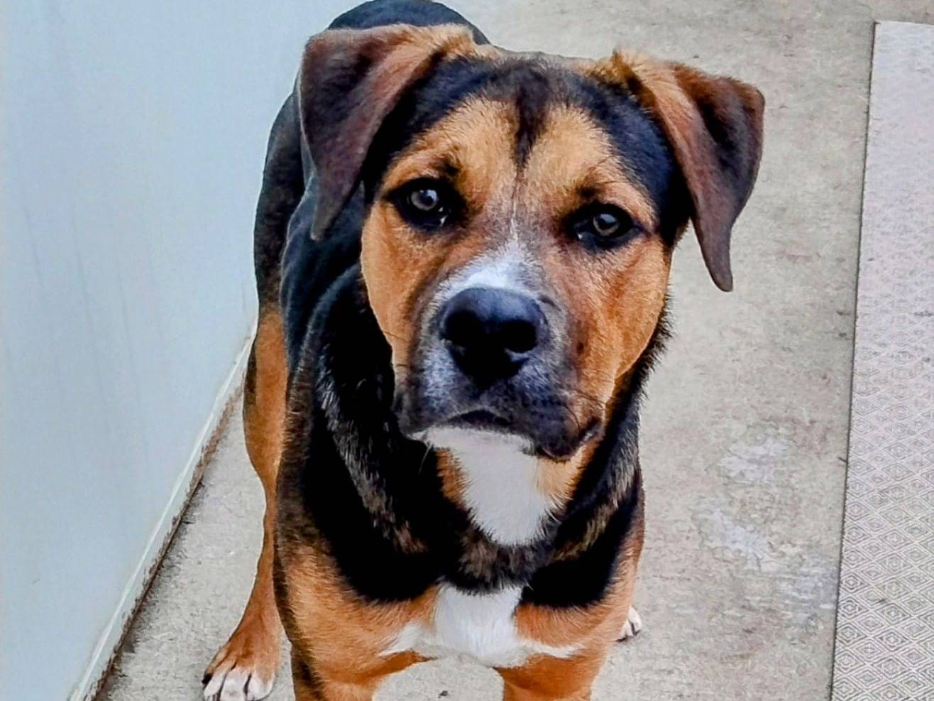 Adotta un cane, maschio, 11 mesi, Milano