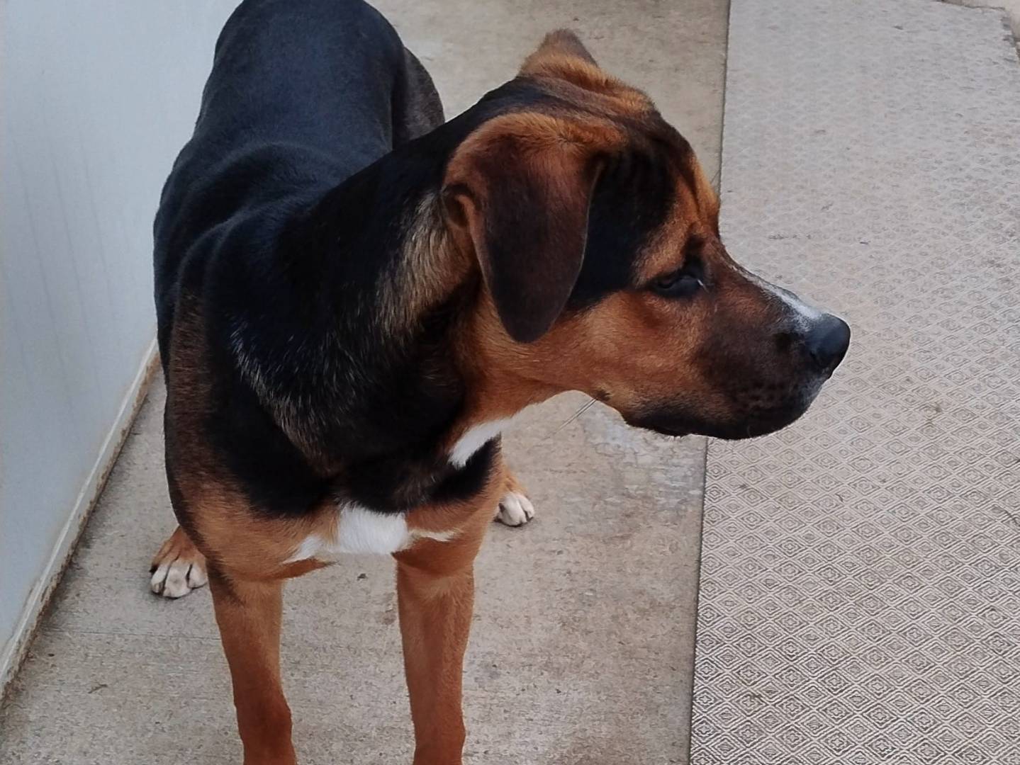 Adotta un cane, taglia media, maschio, Milano