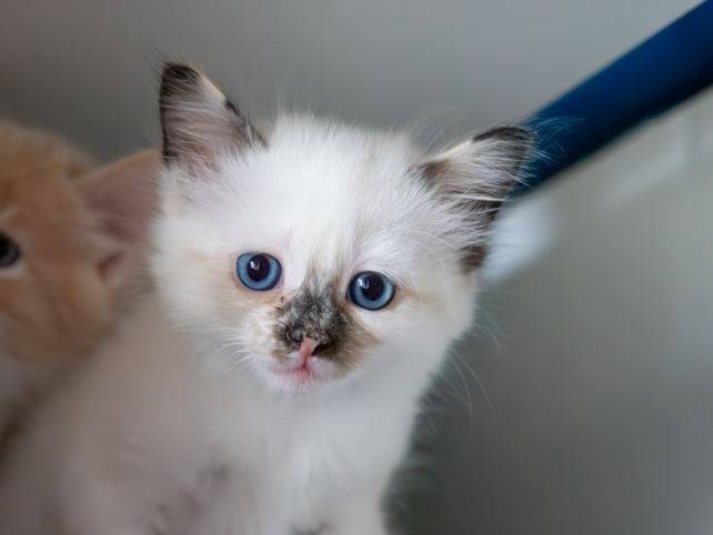 Adozione gatto, femmina, Razza sconosciuta Razza sconosciuta, 11 mesi, taglia non valida, Monza