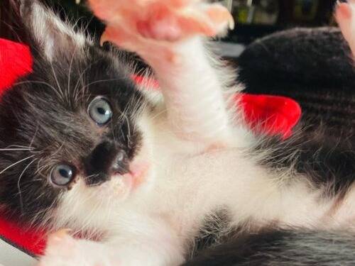 Adozione gatto, maschio, Razza sconosciuta Razza sconosciuta, 2 mesi, taglia non valida, Monza