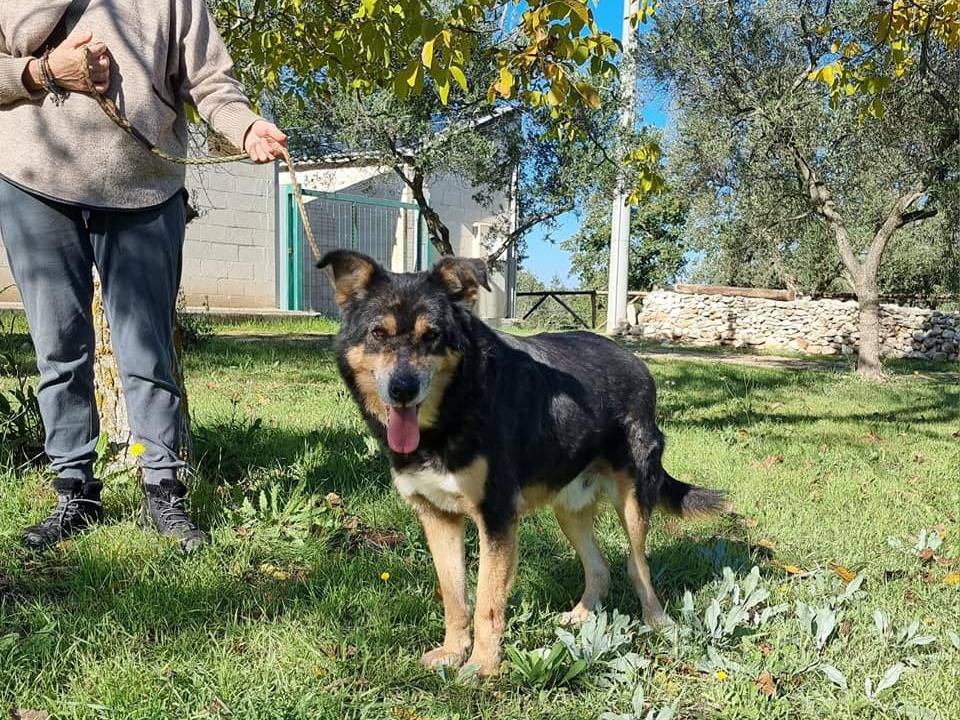 Vuoi adottare un cane a Bari?