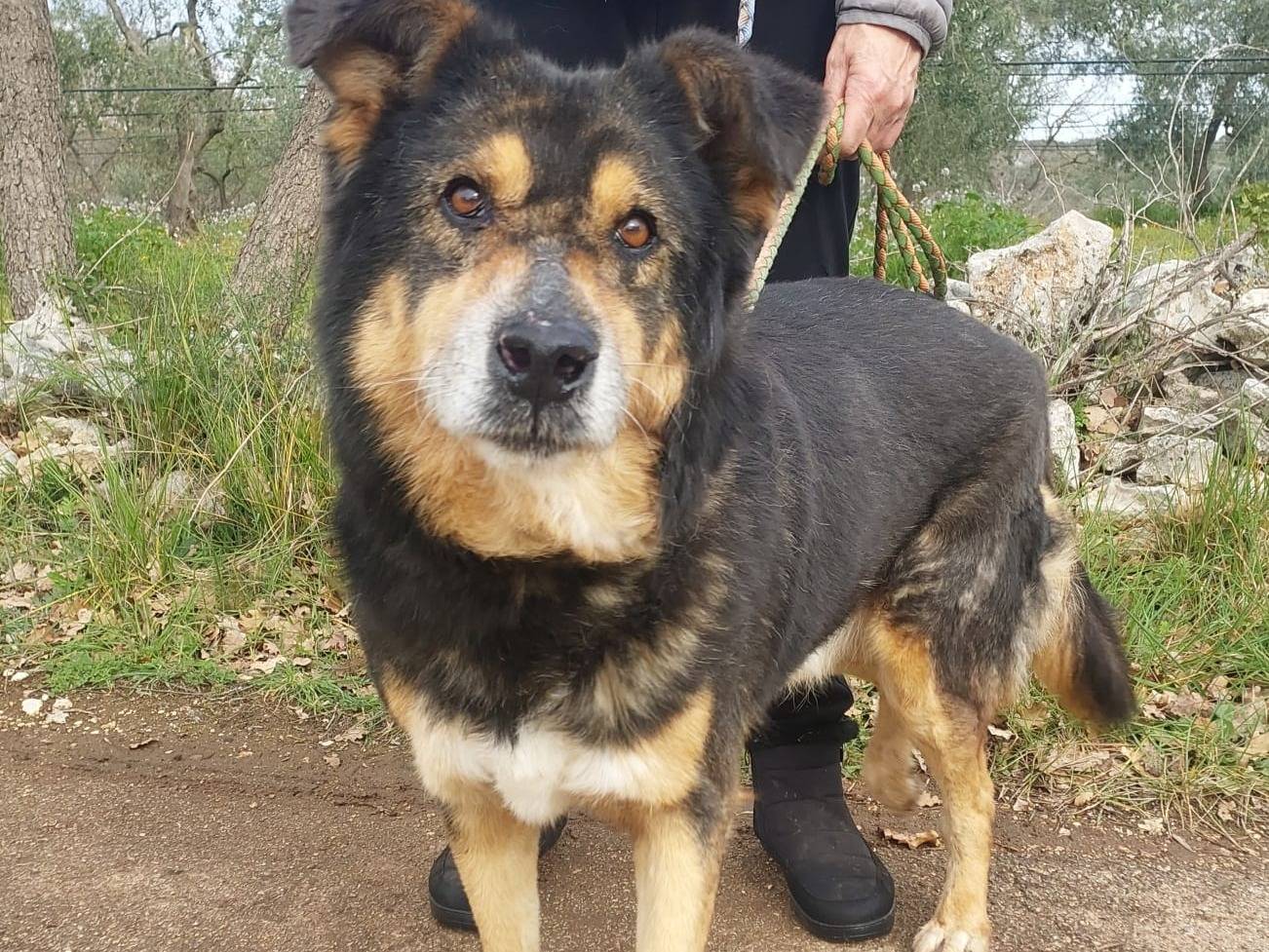 Adotta il cane Krosta a Bari