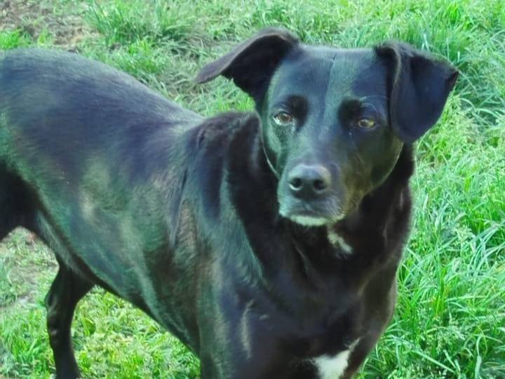 Vuoi adottare un cane a Milano?