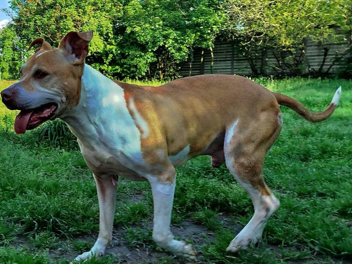 Adotta un cane, maschio, 11 anni  e 1 mese, Milano