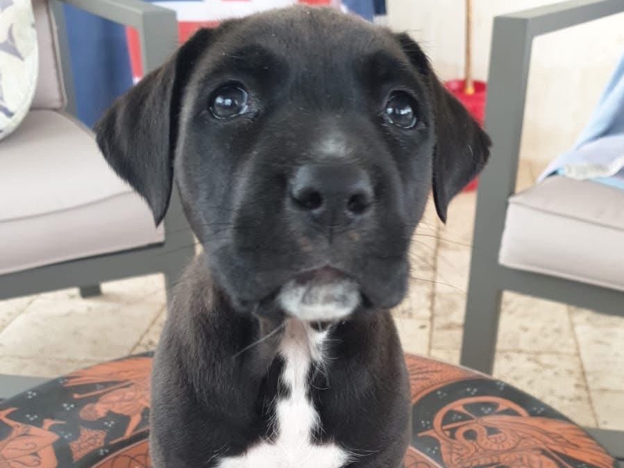 Adotta un cane, maschio, 2 mesi, Siracusa