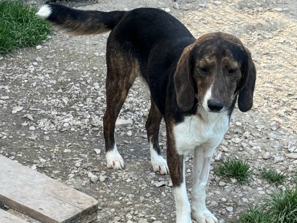 Adotta un cane, maschio, 1 anno e 4 mesi , Teramo