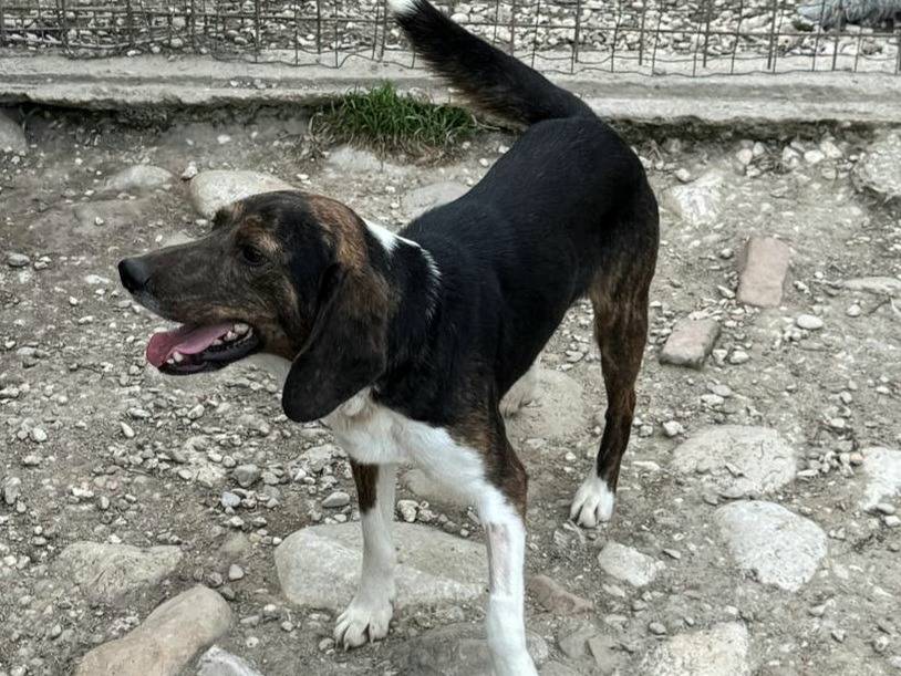 Vuoi adottare un cane a Teramo?