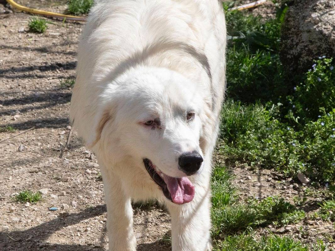 Adotta un cane, maschio, 11 mesi, Frosinone