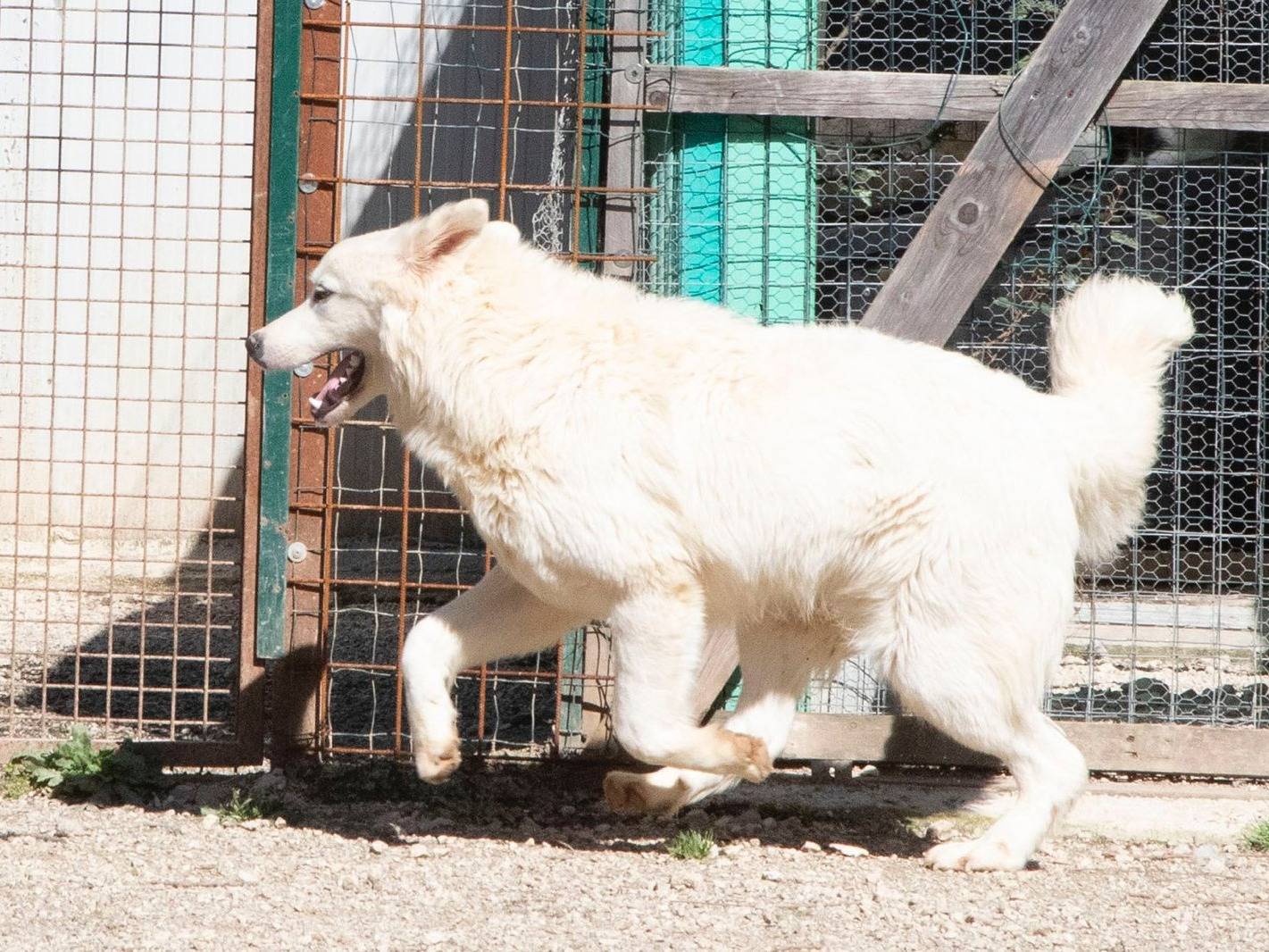 Adotta un cane, taglia grande, maschio, Frosinone