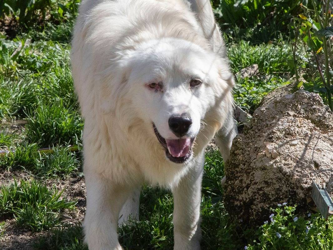 Vuoi adottare un cane a Frosinone?