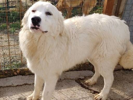 Adotta il cane OSLO a Frosinone
