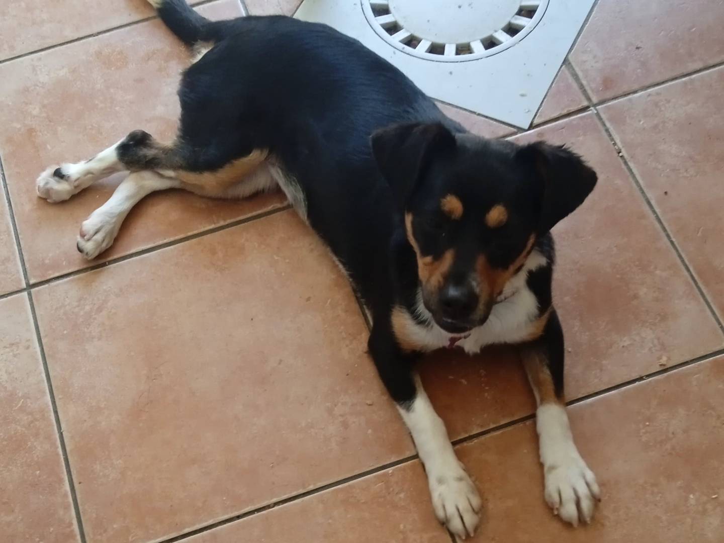 Foto dell'animale