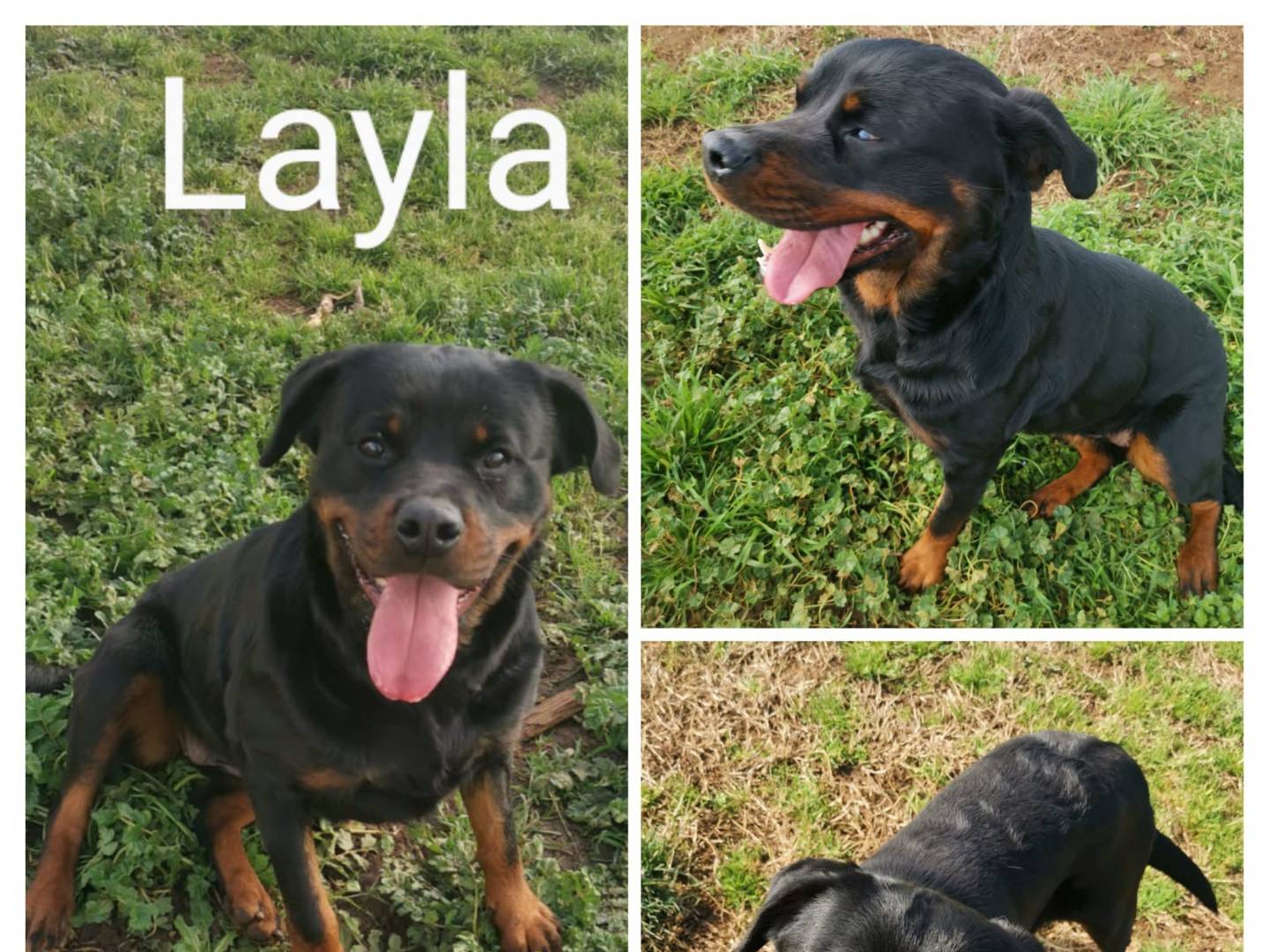 Adozione cane, femmina, Rottweiler Razza sconosciuta, 2 anni  e 3 mesi , taglia grande, Roma