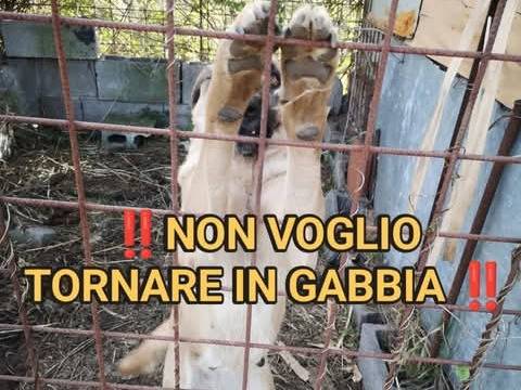 Foto dell'animale