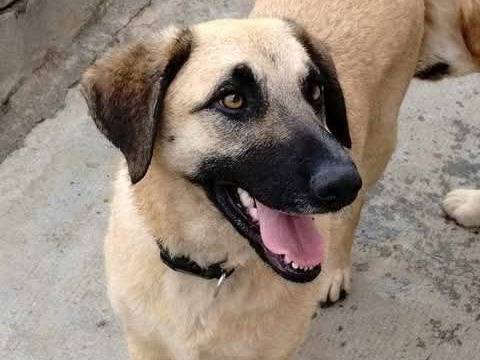 Adotta un cane, femmina, 2 anni  e 3 mesi , Torino