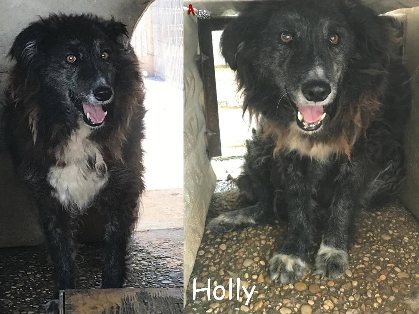 Adotta un cane, femmina, 11 anni  e 3 mesi , Roma